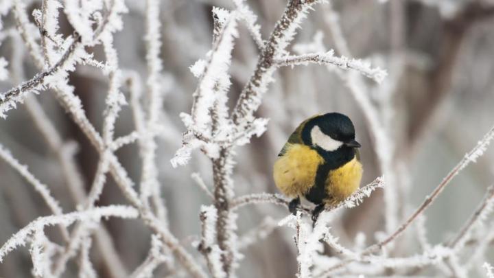 Blåmejse  som sidder på en frosen gren